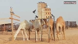 Visit in Camel Farm in Saudi Arabia I Beautiful Camel Farm I Camel Milk I Sukhera Vlogs