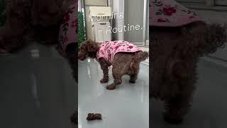 MY #dog #sakura MORNING ROUTINE #shorts #japan #satisfying #new #trending #viral #short