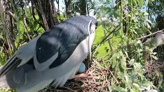 The birds begin to hatch and lay eggs to reproduce.  #cutebirds #wingedbird