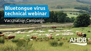 Bluetongue Virus - Vaccination Campaign | AHDB Webinar