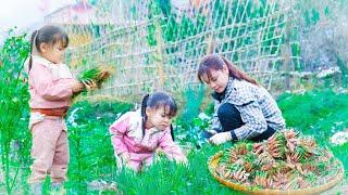 SANG VY couple Building on a new land! Gardening and farming, A bountiful harvest of ONIONS