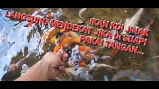 Kasih Makan Ikan Koi Jinak Di Suapin Dengan Tangan