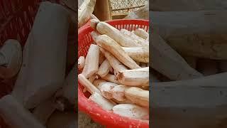nay hai chị em đi đào sắn nhé