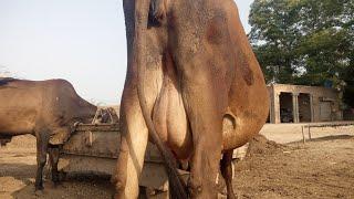 Beautiful Cow And Buffalo For Sale On Muhammad Noor TV 03461002938