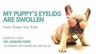 Q) My puppy has swollen eyelids │ Twin Trees Vet Talk (FREE VET ADVICE PODCAST)