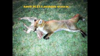 Fox hunting on private land. April 2023 lambing season.