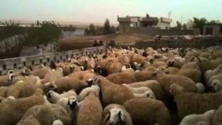 Awassi Fat-Tailed Sheep In Iraq