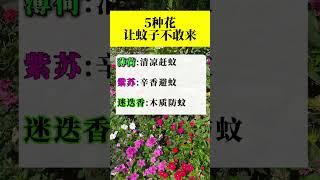 5种花让蚊子不敢来。#爱生活 #涨知识 #科普
