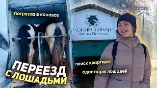  МОЙ ПЕРЕЕЗД С ЛОШАДЬМИ | Поиск квартиры, перевоз вещей, кота и новая конюшня