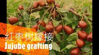 How to graft jujube trees?  This is the best way.   枣树嫁接￼