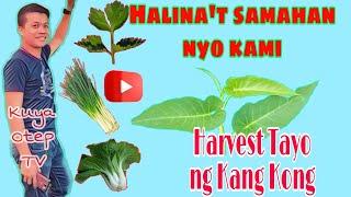 Kangkong Harvesting /Kuya Otep TV