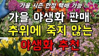 가을야생화와 추위에 죽지 않는 야생화 추천 - Wild Garden Flower 참당귀, 왜승마, 용담, 투구꽃, 흰진범, 솔체꽃, 꼬리풀, 산솜방망이, 큰제비고깔, 절굿대