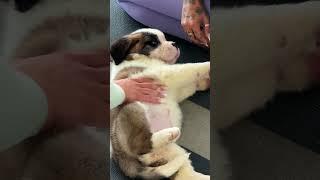 POV: You finally get to do puppy yoga with St. Bernard puppies 