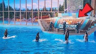 Ocean Discovery  Beluga Whales and Dolphins SeaWorld San Antonio