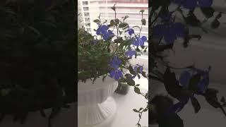 Лобелии дома на подоконнике #лобелия #цветынаподоконнике