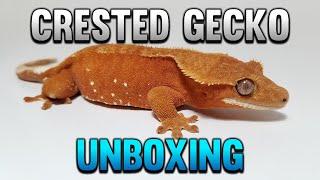 Crested Gecko Unboxing! + Red Porthole Project Update!