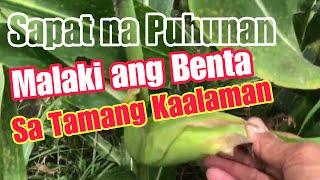 Magandang Mais sa Tamang Puhunan || Maximize Your Corn Crop Yields