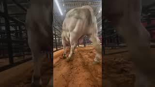 See World Finals through Cool Whip’s eyes