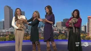 Katie LaSalle, Lisa Hidalgo & Nicole Brady 11/05/2024 ABC7