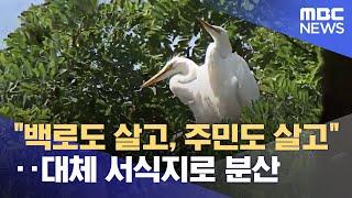 "백로도 살고, 주민도 살고"‥대체 서식지로 분산 (2023.06.15/뉴스데스크/MBC충북)