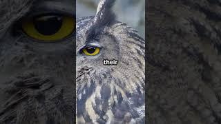 Secret life of Owls | DataRush 24