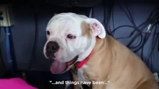 Dogs run the anchor desk at ABC11 on Take Your Dog To Work Day