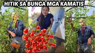 SI AFAM NA ANG NAG HARVEST - Pinay sa Amerika