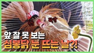 결국 우리집 장닭을 잡았습니다 ㅋㅋㅋㅋㅋ #선물