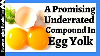 A Promising Compound In Egg Yolk Targets Multiple Pathways To Restore Our Cellular Health