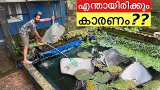 തിരണ്ടികൽ കൂട്ടത്തോടെ ചത്തുപൊങ്ങുന്നു!! | Stopped Stingray Purchase forEVER!!!!