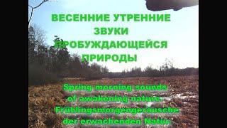 Весенние утренние звуки пробуждающейся природы на заповедном диком лесном озере. Весна. Пение птиц.