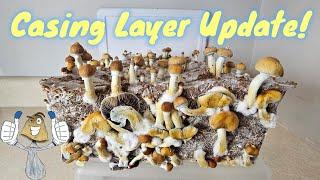 Casing Layer Update & Harvest! #mycology #mushroom