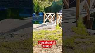 Dog afraid of bridge #shorts