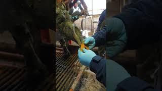 Инспекция качества обработки копыт КРС #shorts #ферма #коровы #агробизнес  #село