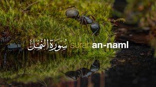 Surah An-Naml سورة النمل في شيخ حني رفاعي | Tadabbur Daily