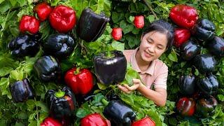 How to Harvest Black Bell Pepper Goes to market sell  | Ella Daily Life