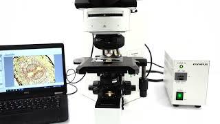 Olympus BX60 Microscope [BOSTONIND] - GLMC