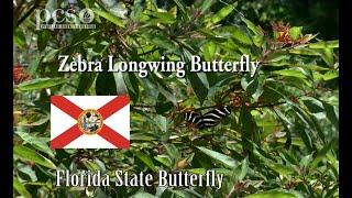 Learn why the Zebra Longwing Butterfly is so special on Life Science at a Social Distance