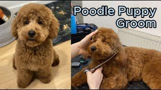 Poodle Puppy falls asleep while getting Haircut