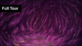 Full Tour Vore Audio (Stomach Growling ASMR, Intestine Ambience, Burps)