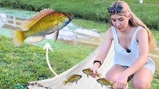 CATCHING WILD AFRICAN CICHLIDS! (and other aquarium fish)