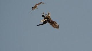 Bald Eagle - Red-tailed Hawk Air To Air, 3/30/2016 (HD)