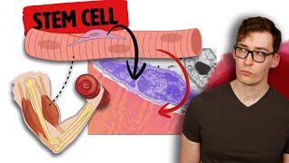 The Ageless Effect of Stem Cells on Muscle