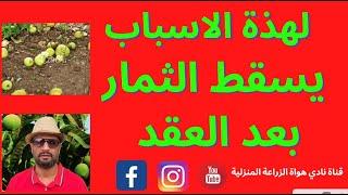 تعرف علي اهم الاسباب لسقوط الثمار بعد العقد