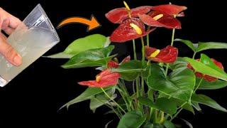 Just 1 cup per month. Anthurium is healthy and blooms many magical flowers!