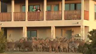 Aoudad Sheep Man (Texas Country Reporter)