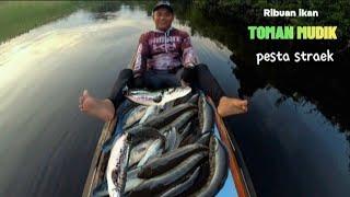 PEMANCING MANA YANG TIDAK TER GIUR KALAU IKAN TOMAN SEBANYAK INI .!!  CESTING TOMAN