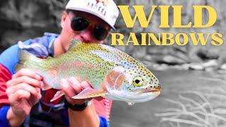 Most fisherman would never believe this is here | Fly Fishing Eastern Idaho's best wild river