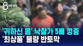 경매 낙찰가 5배 껑충…'최상품' 물량 반토막 / SBS 8뉴스