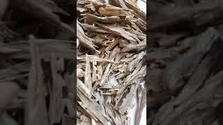 #Agarwood #Chips #Assamagarwood Agarwood chips, muri, bukhoor, fresh Oudh